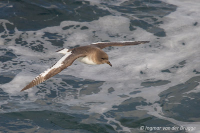 Antarctic Petrel
