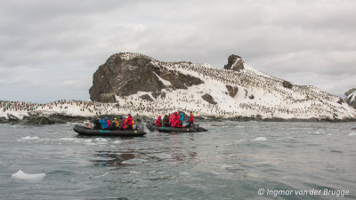 Breeding colony Chinstrap Penguins at Point wild