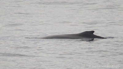 Megaptera novaeangliae - Humpback Whale