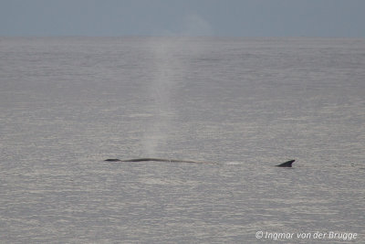 Balaenoptera physalus - Fin Whale