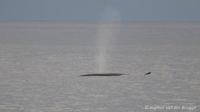 Balaenoptera physalus - Fin Whale