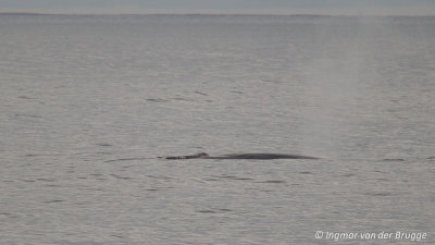 Balaenoptera physalus - Fin Whale