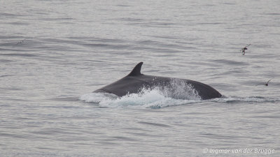 Balaenoptera physalus - Fin Whale