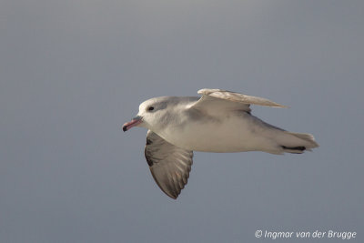 Southern Fulmar