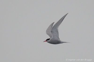 Antarctic Tern