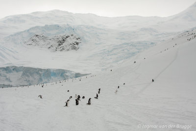 Gentoo Penguins