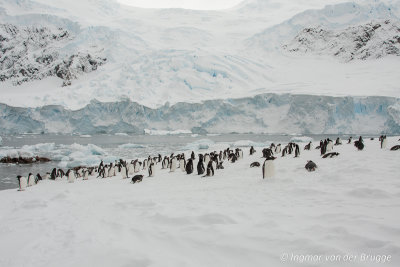 Gentoo Penguins