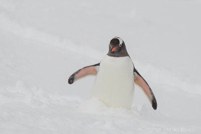 Gentoo Penguin