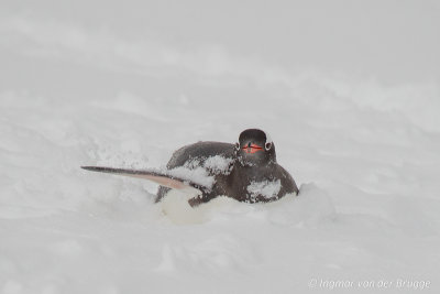 Gentoo Penguin