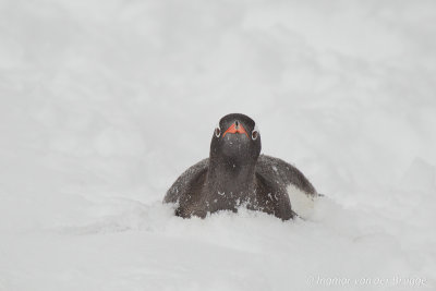 Gentoo Penguin