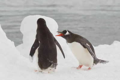 Gentoo Penguins