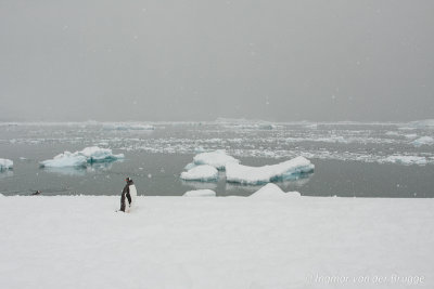 Gentoo Penguin