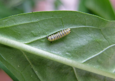 monarch instar