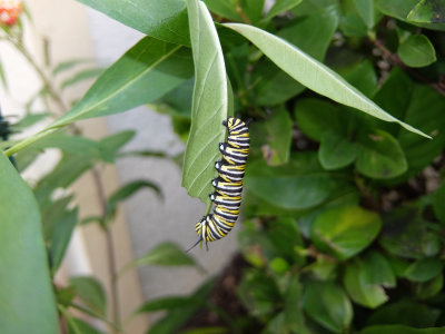 adult caterpillar