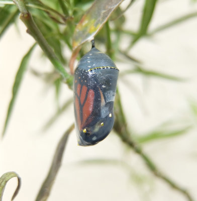 after about 10 days chrysalis ready to open