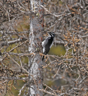 3 toed woodpecker 4.jpg