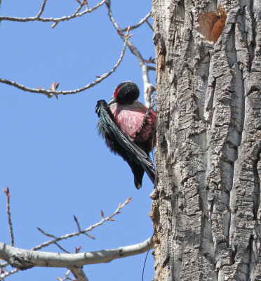 lewises woodpecker 5.jpg