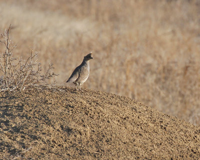 scaled quail.jpg