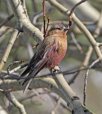 brown-capped rosy finch 12.jpg
