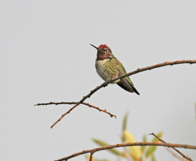 Annas_humingbird_2.jpg