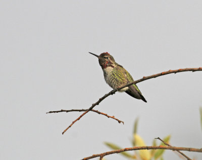 Annas_humingbird.jpg