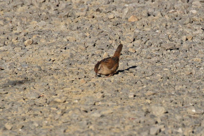  Marsh wren.jpg