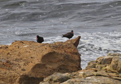 black_oystercatchers_2.jpg