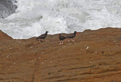black_oystercatchers.jpg