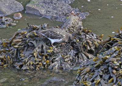 black turnstone