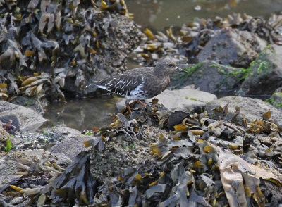 black turnstone 2