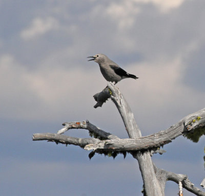 Clarks_nutcracker_3.jpg