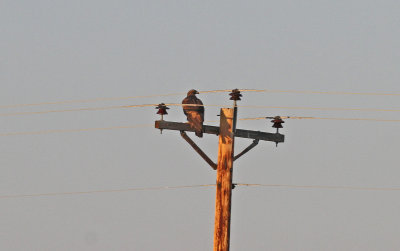 golden_eagle.jpg