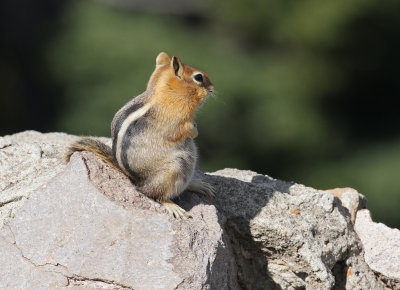 golden_mantled_ground_squirrel_2.jpg
