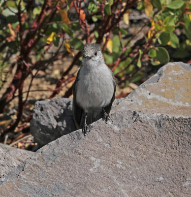 gray_jay.jpg