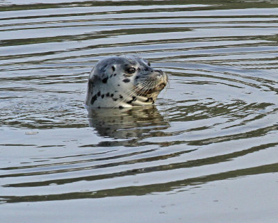 harbor_seal_2.jpg