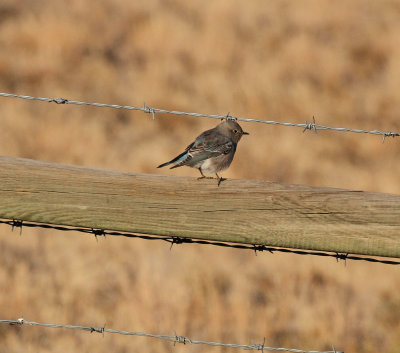 mountain_bluebird.jpg