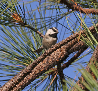 mountain_chickadee.jpg