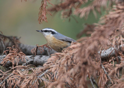 red_breasted_nuthatch_2.jpg