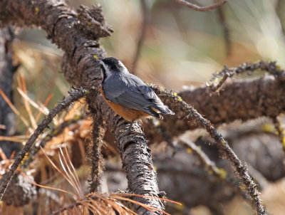 red_breasted_nuthatch.jpg