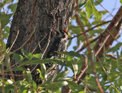 red_naped_sapsucker_2.jpg