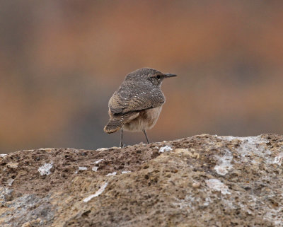 rock_wren_3.jpg