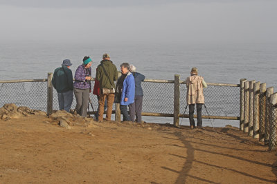 spotting_seabirds_along_Oregon_coast.jpg