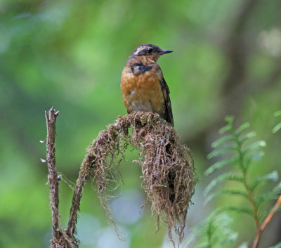 varied_thrush.jpg