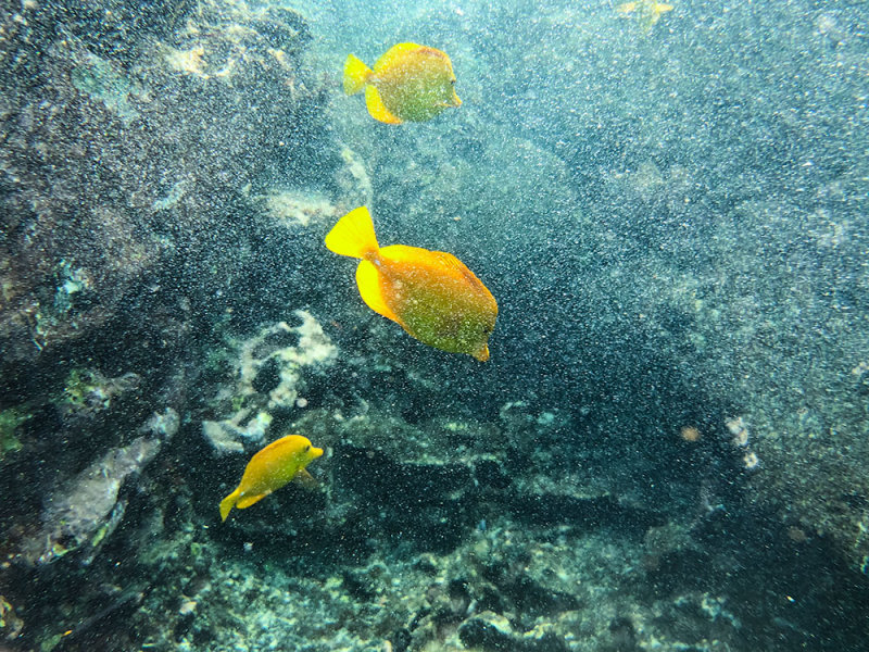 Reef 1