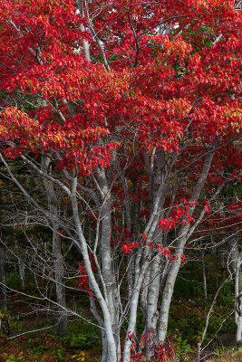 Aflame