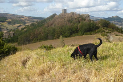 Golia