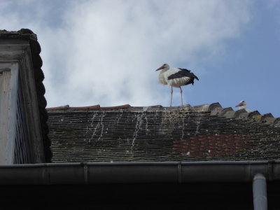 The storks of Alsace