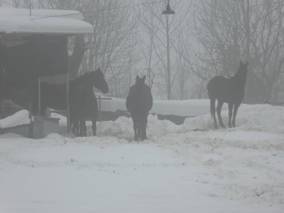 Cavalli nella nebbia