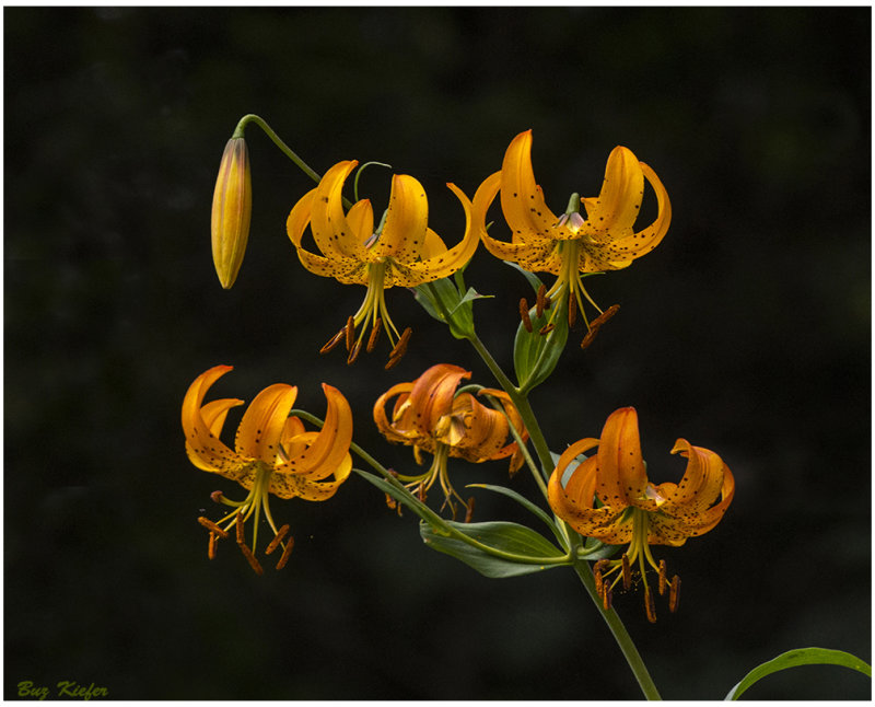 Turks Cap Lily at 6000 Feet