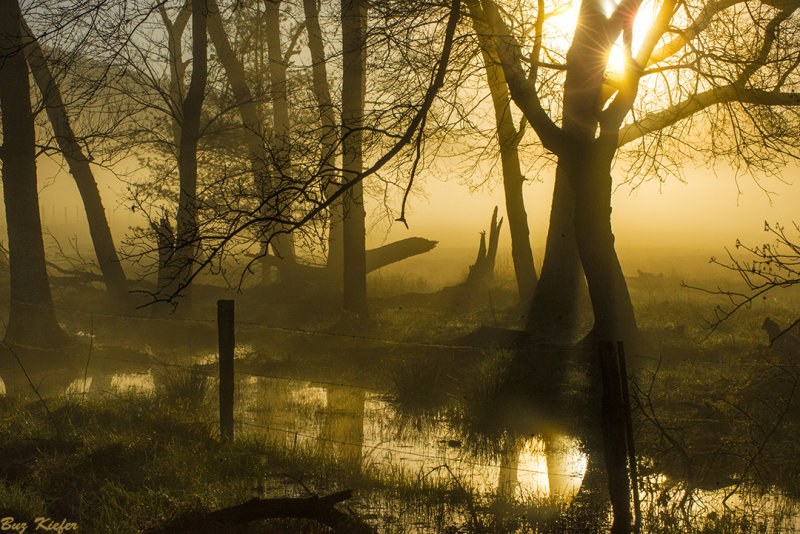 Fog in Mornings Golden Light